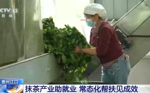 跨界创新“抹茶+” 解码中国抹茶出口全球的硬实力
